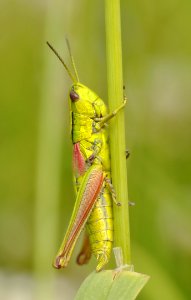 Green Grasshopper photo