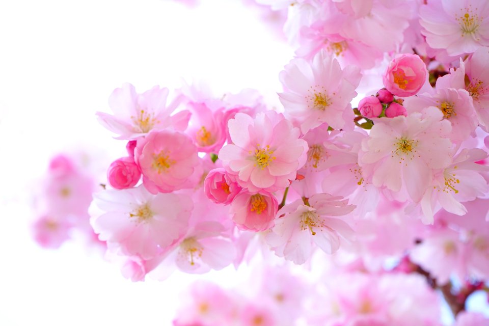 Pink Flowers