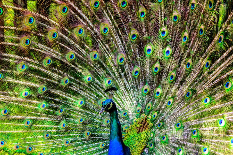 Blue Green And Brown Peacock