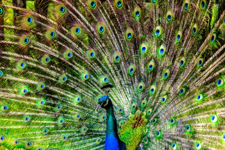 Blue Green And Brown Peacock photo