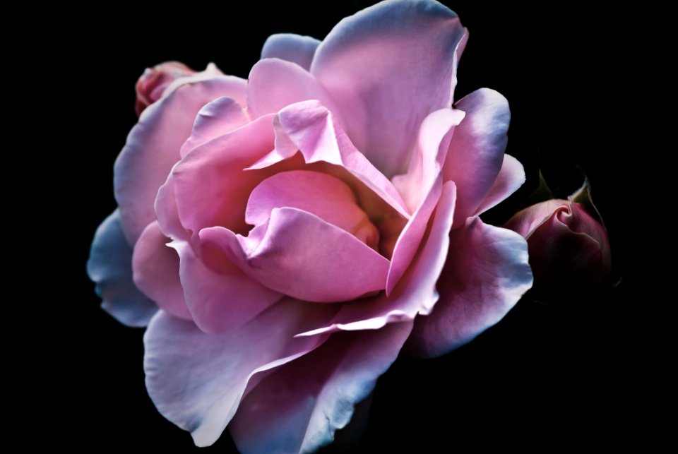 Pink Petaled Flower