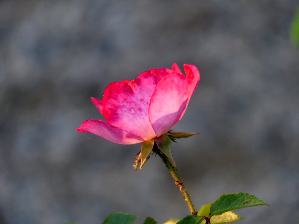 Red Rose Petals