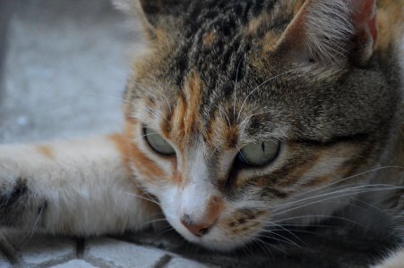 Portrait Of Domestic Cat