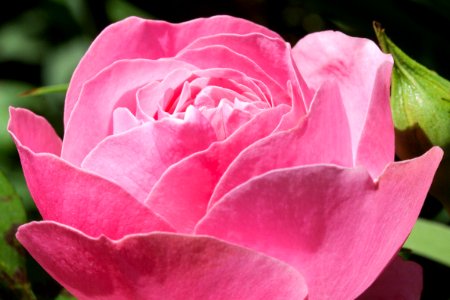 Pink Rose Bloom photo