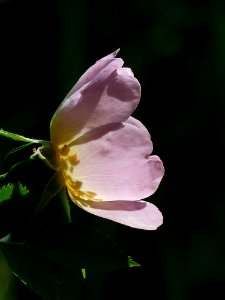 Pink Petaled Flower Blooming At Daytime