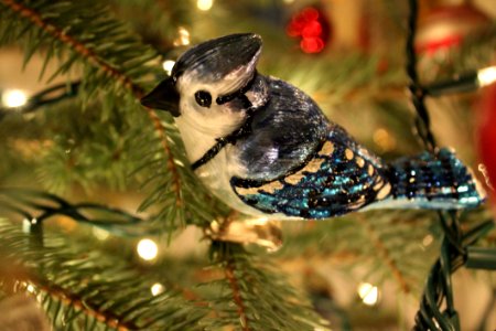 Blue Jay Ornament
