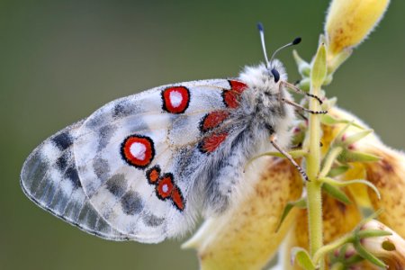 White Red And Black Butterfly On Yellow Flower photo