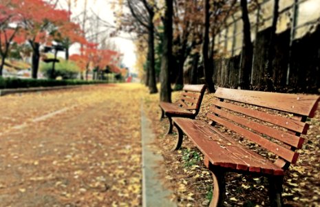 Brown Wooden Bench With Brown Dried Leaves photo