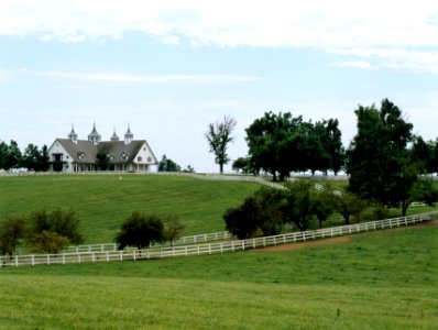 Horses graze on a farm in bluegrass, horse country, Lexington, Kentucky (1980-2010) by Carol M. Highsmith. Original image from Library of Congress.
