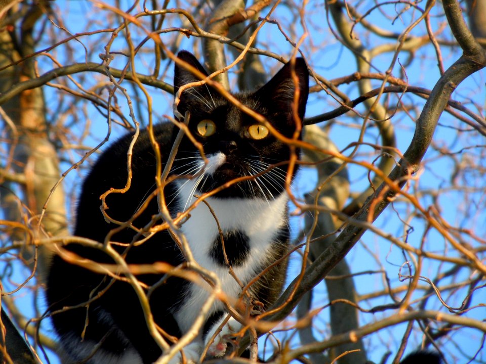 Black And White Cat In A Tree