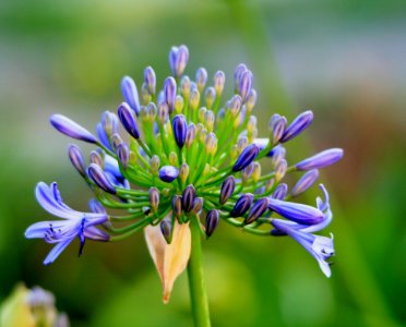 Green Yellow And Purple Cluster Petaled Flower photo