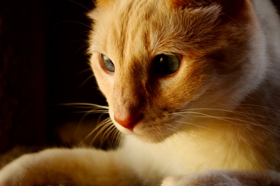 Orange And White Tabby Cat