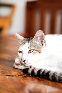 White And Black Cat Lying On Brown Wooden Table