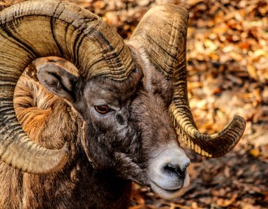 Black And Brown Ram Animal photo