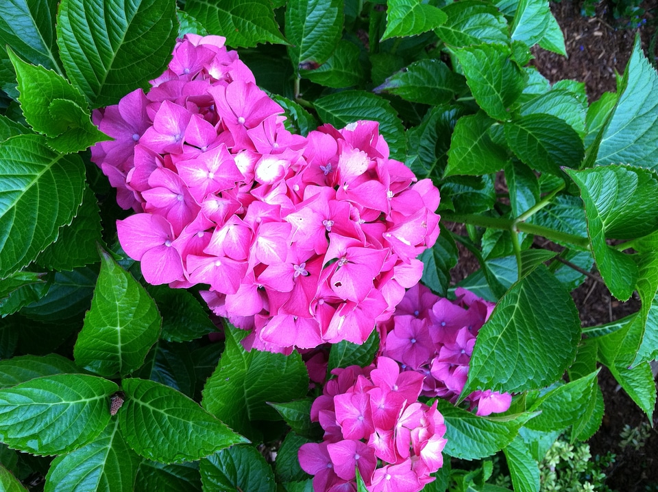 Nature floral plant