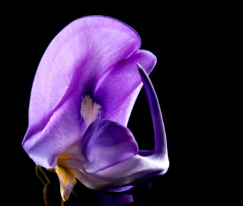 Purple Petal Flower photo