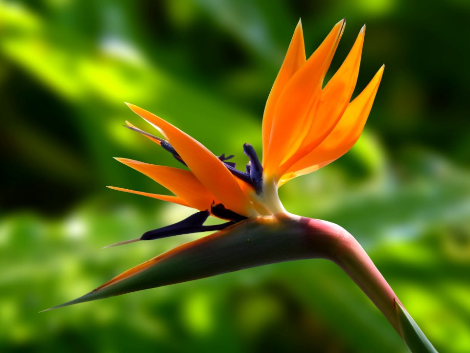 Macro Photography Of Orange Flower