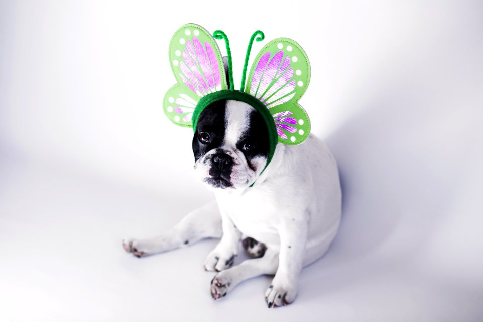 White And Black Short Coat Small Dog Wearing A Green Butterfly Head Band