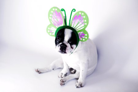 White And Black Short Coat Small Dog Wearing A Green Butterfly Head Band photo