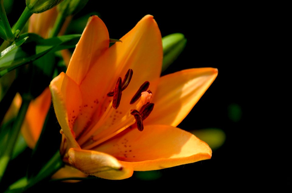 Macro Shot Of Yellow Flowers