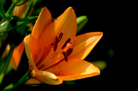 Macro Shot Of Yellow Flowers photo