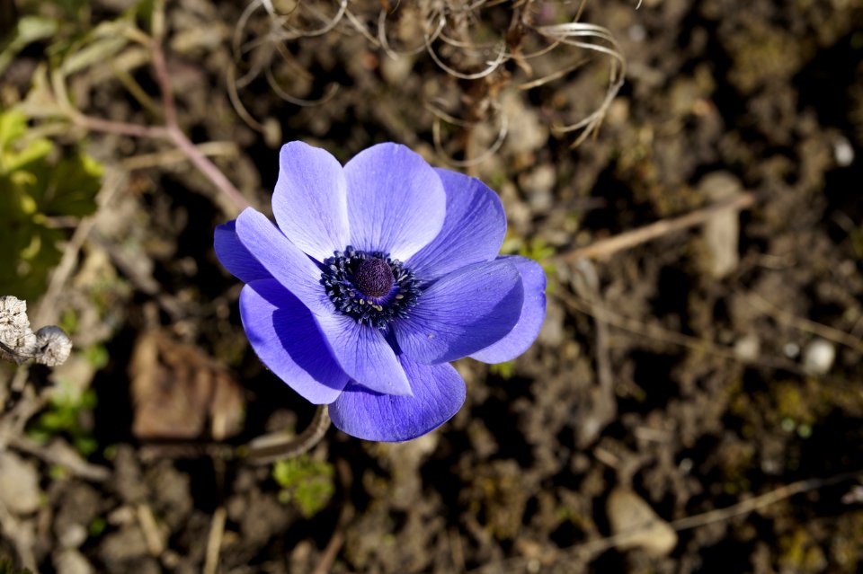 Purple Flower In Garden