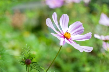 Purple And Yellow 8 Petal Flower photo