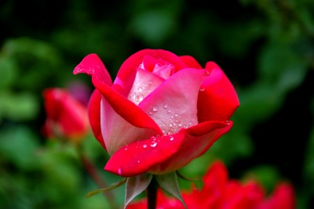 Close Photography Of Red And Pink Rose photo