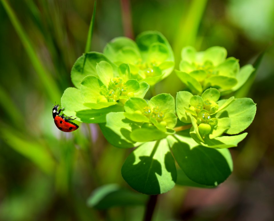Red And Black Bug On Green Leaved Plant