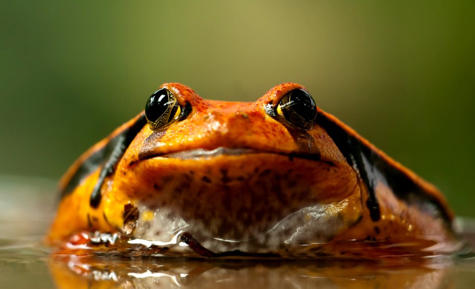 Orange And Black Frog