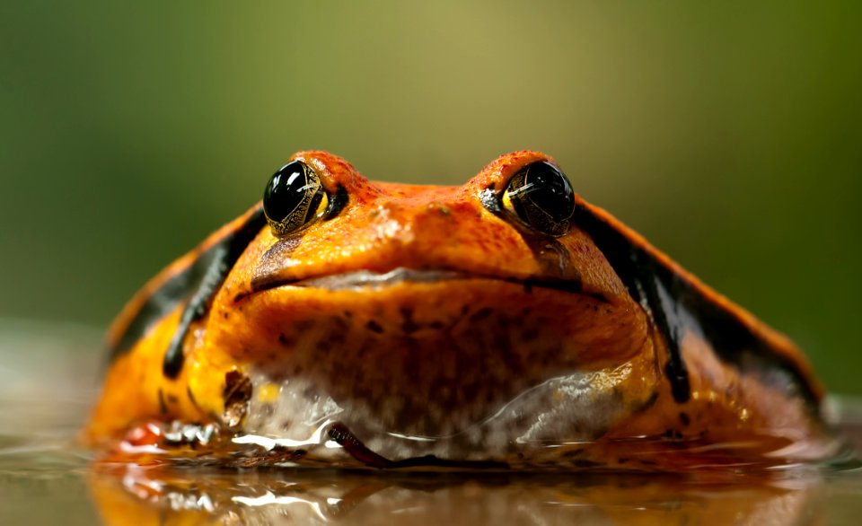 Orange And Black Frog photo