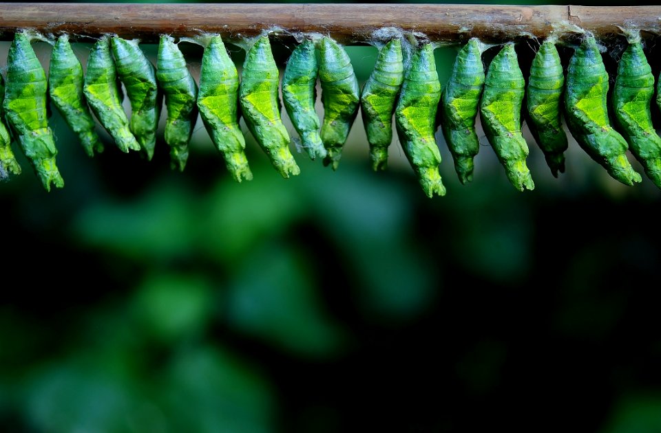 Green Cocoons On Tree Branch