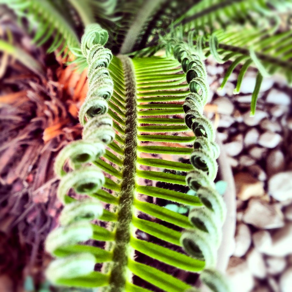 Green Plant Above Pebbles