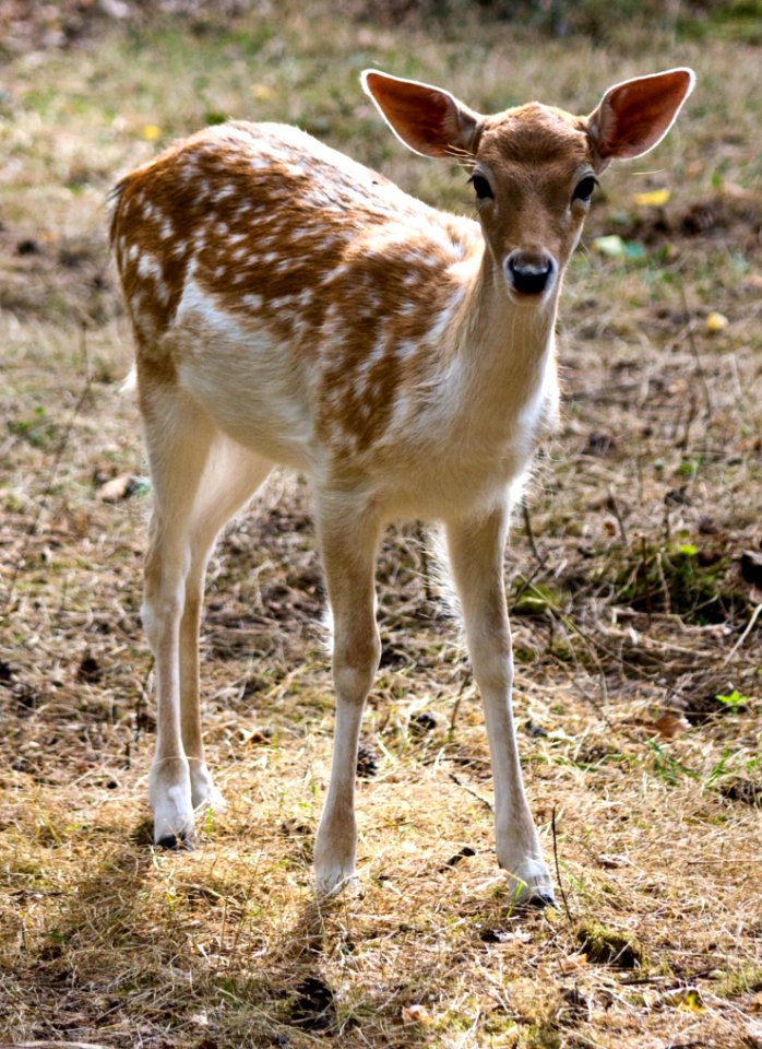 Tan Fawn In Grassy Area