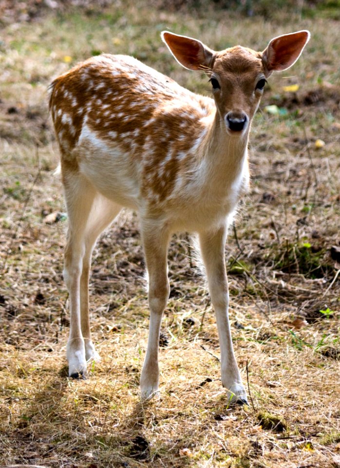 Tan Fawn In Grassy Area photo