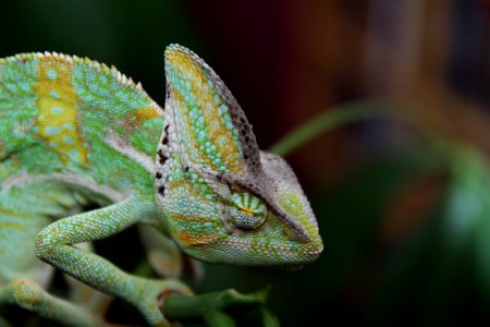 Green Chameleon photo