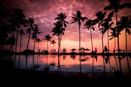 Coconut Palm Tress Beside Calm Lake Silhouette photo