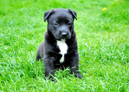 Black And White Short Coated Puppy Sitting On Green Grass photo