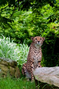 Cheetah Sitting Beside Brown Rocks Near Green Trees During Daytime photo