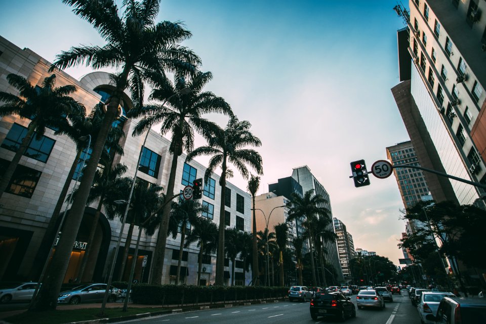 Cars On Road Near Palm Trees