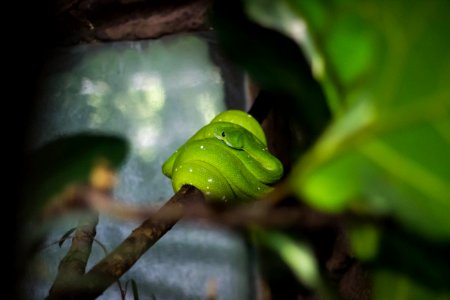 Green Snake On Tree Branch photo