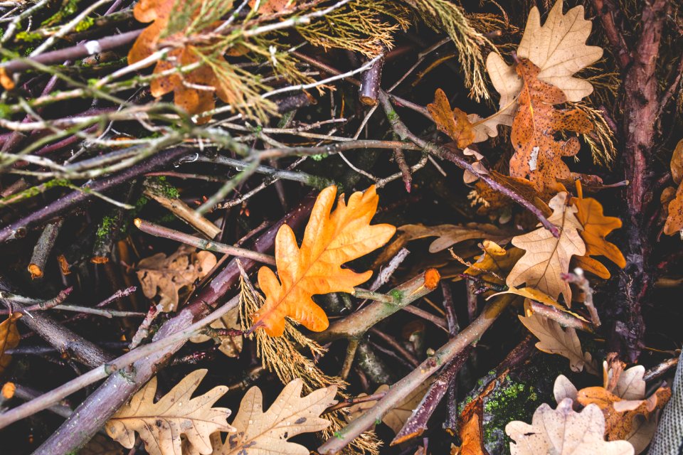 Forest Ground With Branches And Foliage