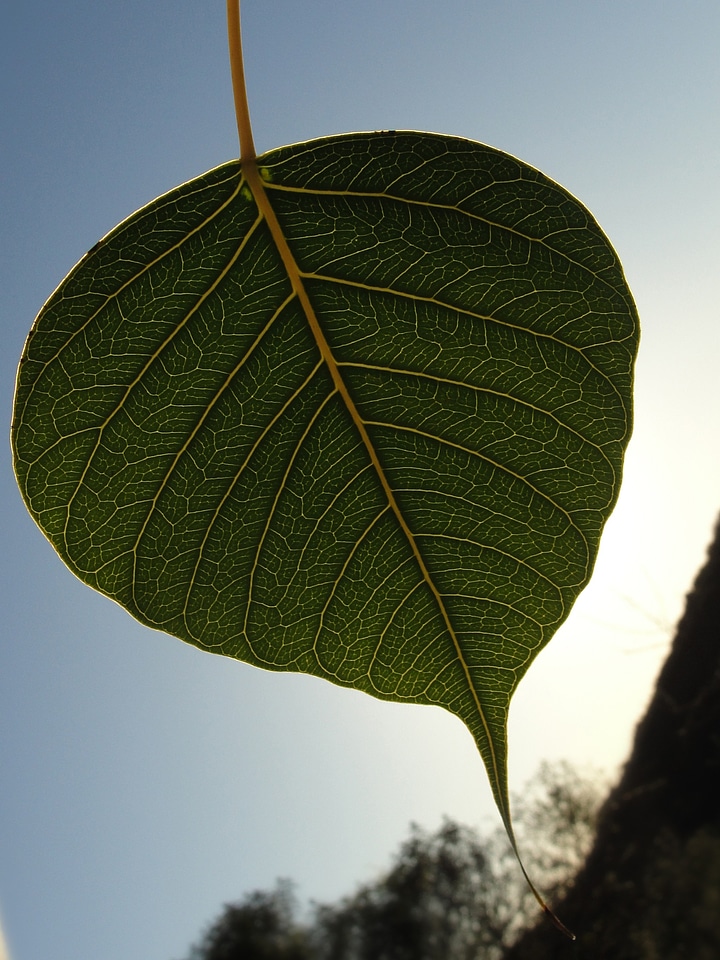 Sacred fig leaf leaf capillaries nature