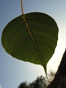 Sacred fig leaf leaf capillaries nature