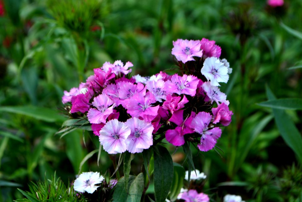 Purple Wildflowers