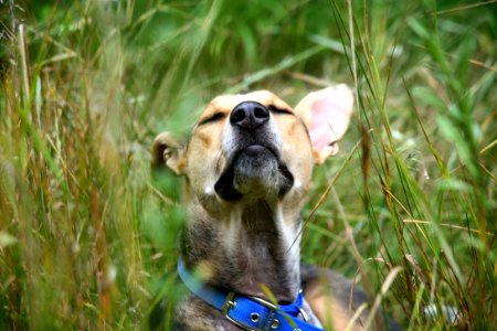 Portrait Of Dog In Grasses