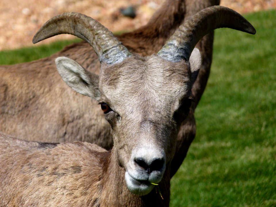 Gray Mountain Goats