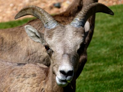 Gray Mountain Goats photo