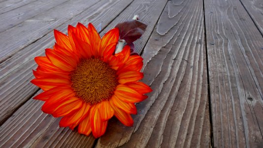 Orange Sunflower