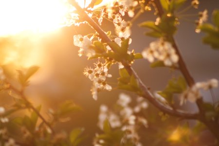 White Petaled Tree During Daytime photo